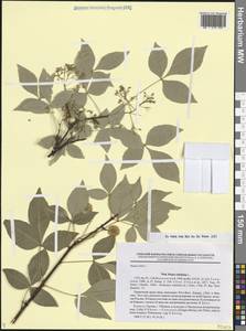 Ptelea trifoliata L., Caucasus, Georgia (K4) (Georgia)