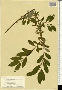 Salix triandra L., Crimea (KRYM) (Russia)