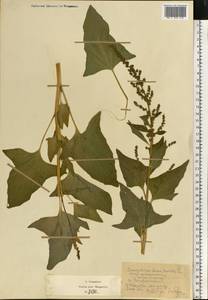 Blitum bonus-henricus (L.) Rchb., Eastern Europe, Moscow region (E4a) (Russia)