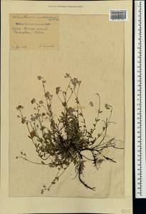 Helianthemum orientale (Grosser) Juz. & Pozdeeva, Crimea (KRYM) (Russia)