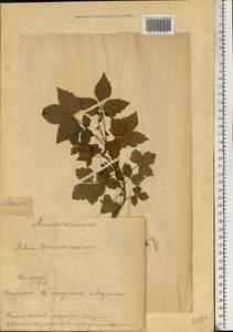 Toxicodendron radicans, Eastern Europe, Estonia (E2c) (Estonia)