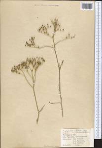 Haplophyllum alberti-regelii Korovin, Middle Asia, Kopet Dag, Badkhyz, Small & Great Balkhan (M1) (Turkmenistan)