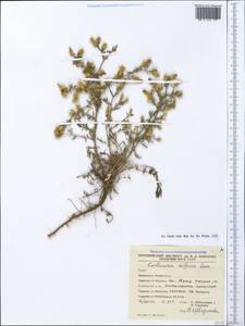 Centaurea diffusa Lam., Crimea (KRYM) (Russia)