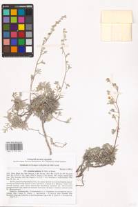 Artemisia hololeuca M. Bieb. ex Besser, Eastern Europe, South Ukrainian region (E12) (Ukraine)