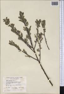 Salix bebbiana Sarg., America (AMER) (Canada)