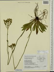 Pilosella auriculoides (Láng) Arv.-Touv., Eastern Europe, Central region (E4) (Russia)