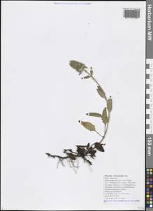 Prunella intermedia Link, Caucasus, Black Sea Shore (from Novorossiysk to Adler) (K3) (Russia)