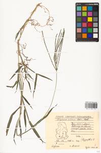 Digitaria ciliaris (Retz.) Koeler, Eastern Europe, Volga-Kama region (E7) (Russia)