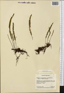 Melpomene moniliformis (Lag. ex Sw.) A. R. Sm. & R. C. Moran, America (AMER) (Costa Rica)