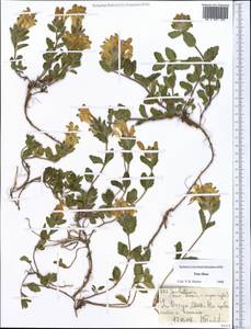 Scutellaria, Middle Asia, Northern & Central Tian Shan (M4) (Kyrgyzstan)