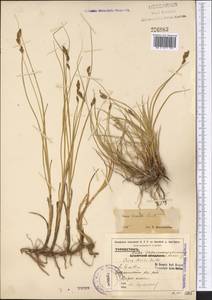 Carex divisa Huds., Middle Asia, Syr-Darian deserts & Kyzylkum (M7) (Uzbekistan)