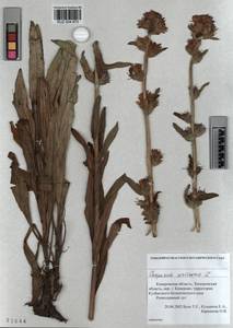 KUZ 004 870, Campanula cervicaria L., Siberia, Altai & Sayany Mountains (S2) (Russia)