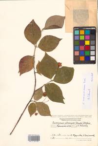 Euonymus sachalinensis (F.Schmidt) Maxim., Siberia, Russian Far East (S6) (Russia)
