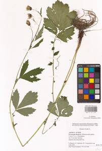 Geum rivale L., Eastern Europe, Central region (E4) (Russia)