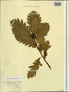 Quercus pubescens Willd. , nom. cons., Caucasus, Dagestan (K2) (Russia)