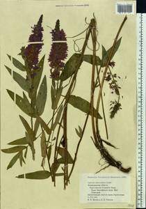 Lythrum intermedium Ledeb. ex Turcz., Eastern Europe, North-Western region (E2) (Russia)