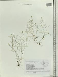 Arabidopsis thaliana (L.) Heynh., Eastern Europe, Central region (E4) (Russia)