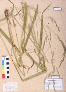 Lolium giganteum (L.) Darbysh., Siberia, Altai & Sayany Mountains (S2) (Russia)