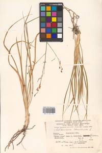 Anthericum ramosum L., Eastern Europe, West Ukrainian region (E13) (Ukraine)