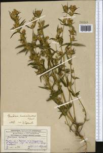 Gentianella turkestanorum (Gandoger) Holub, Middle Asia, Muyunkumy, Balkhash & Betpak-Dala (M9) (Kazakhstan)