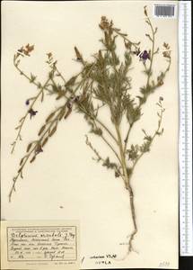 Delphinium ajacis L., Middle Asia, Kopet Dag, Badkhyz, Small & Great Balkhan (M1) (Turkmenistan)