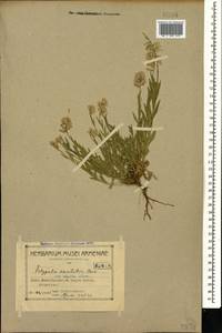 Polygala anatolica Boiss. & Heldr., Caucasus, Armenia (K5) (Armenia)