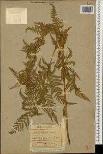 Pteridium aquilinum subsp. aquilinum, Caucasus, Abkhazia (K4a) (Abkhazia)