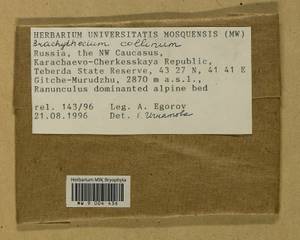 Brachytheciastrum collinum (Schleich. ex Müll. Hal.) Ignatov & Huttunen, Bryophytes, Bryophytes - North Caucasus & Ciscaucasia (B12) (Russia)