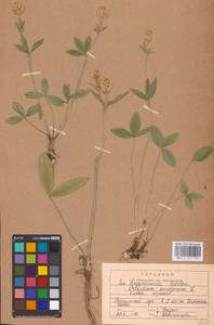 Trifolium montanum L., Eastern Europe, Central region (E4) (Russia)