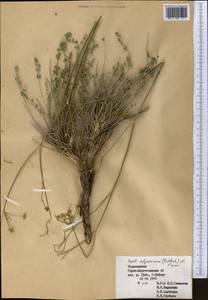 Seseli afghanicum (Podlech) Pimenov, Middle Asia, Pamir & Pamiro-Alai (M2) (Tajikistan)