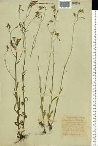 Campanula patula L., Eastern Europe, Central forest-and-steppe region (E6) (Russia)