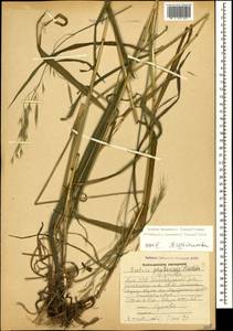 Bromus benekenii (Lange) Trimen, Caucasus, Armenia (K5) (Armenia)