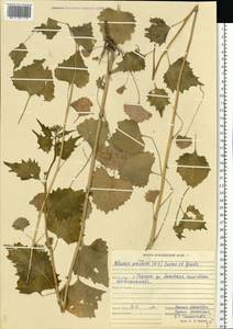 Alliaria petiolata (M.Bieb.) Cavara & Grande, Eastern Europe, Middle Volga region (E8) (Russia)