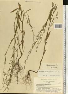 Polygonum patulum subsp. patulum, Eastern Europe, Moscow region (E4a) (Russia)