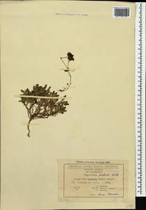 Saponaria prostrata subsp. prostrata, Caucasus, Georgia (K4) (Georgia)