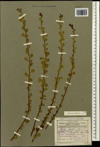 Spiraea crenata L., Caucasus, Dagestan (K2) (Russia)