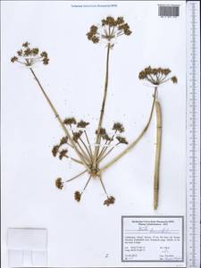 Ferula diversivittata Regel & Schmalh., Middle Asia, Pamir & Pamiro-Alai (M2) (Uzbekistan)