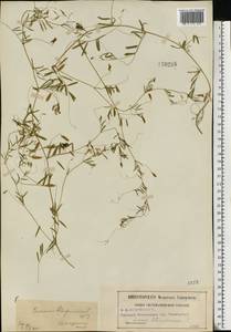 Vicia tetrasperma (L.)Schreb., Eastern Europe, Moscow region (E4a) (Russia)
