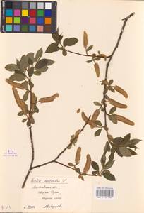 Salix pentandra L., Eastern Europe, Moscow region (E4a) (Russia)