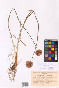 Allium lineare L., Eastern Europe, North Ukrainian region (E11) (Ukraine)