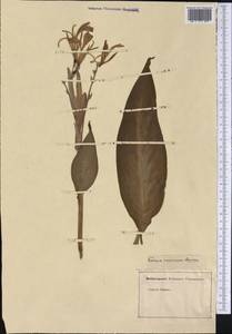 Canna indica L., America (AMER) (Not classified)