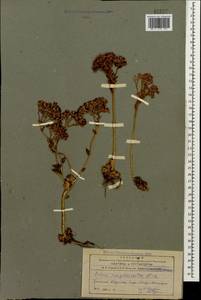 Prometheum sempervivoides (M. Bieb.) H. Ohba, Caucasus, Armenia (K5) (Armenia)