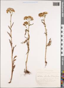 Achillea schmakovii, Siberia, Altai & Sayany Mountains (S2) (Russia)