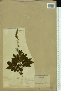 Agrimonia eupatoria L., Eastern Europe, South Ukrainian region (E12) (Ukraine)