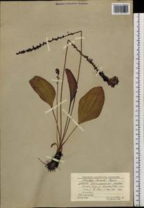 Plantago cornuti Gouan, Siberia, Yakutia (S5) (Russia)