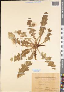 Taraxacum serotinum (Waldst. & Kit.) Poir., Eastern Europe, Lower Volga region (E9) (Russia)