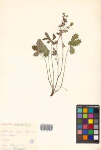 Potentilla argentea L., Siberia, Russian Far East (S6) (Russia)