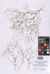 Psammophiliella muralis (L.) Ikonn., Eastern Europe, Lower Volga region (E9) (Russia)