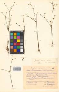 Juncus articulatus subsp. limosus (Vorosch.) Vorosch., Siberia, Russian Far East (S6) (Russia)
