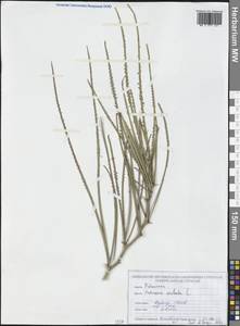 Parkinsonia aculeata L., Africa (AFR) (Ghana)